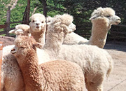 Alpaca Ranch