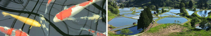 Colored carps and the terraced rice field